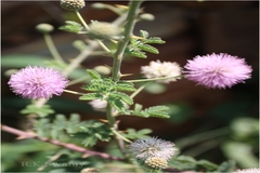Mimosa hamata